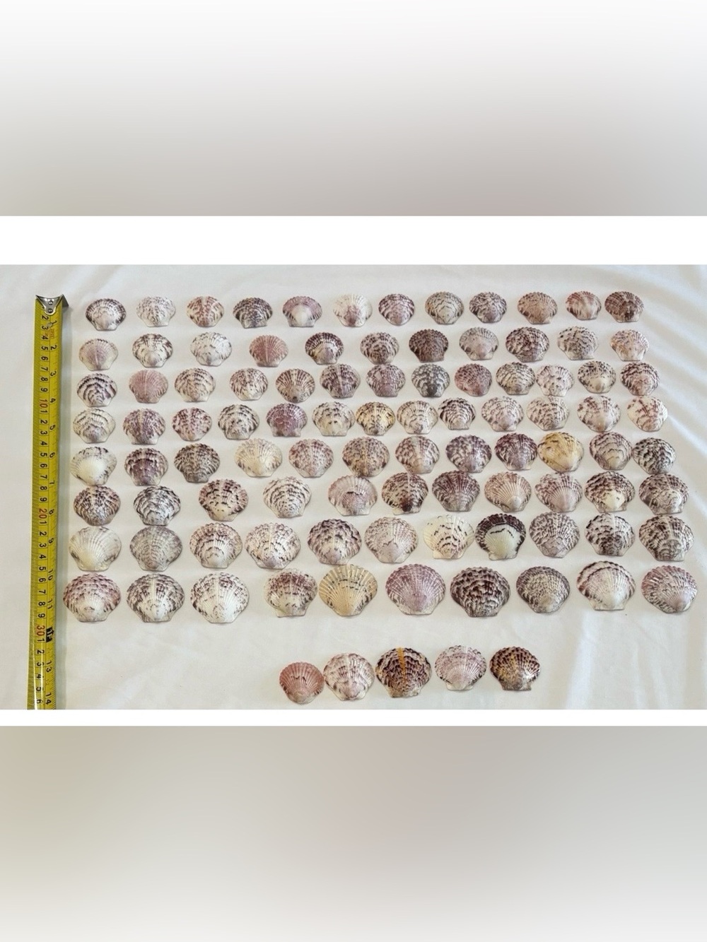 98 LOT SEA SHELLS SANIBEL, FLORIDA SCALLOPS 1.2 -1.5" MIX COLOR CRAFT OR COLLECT - Picture 4 of 5